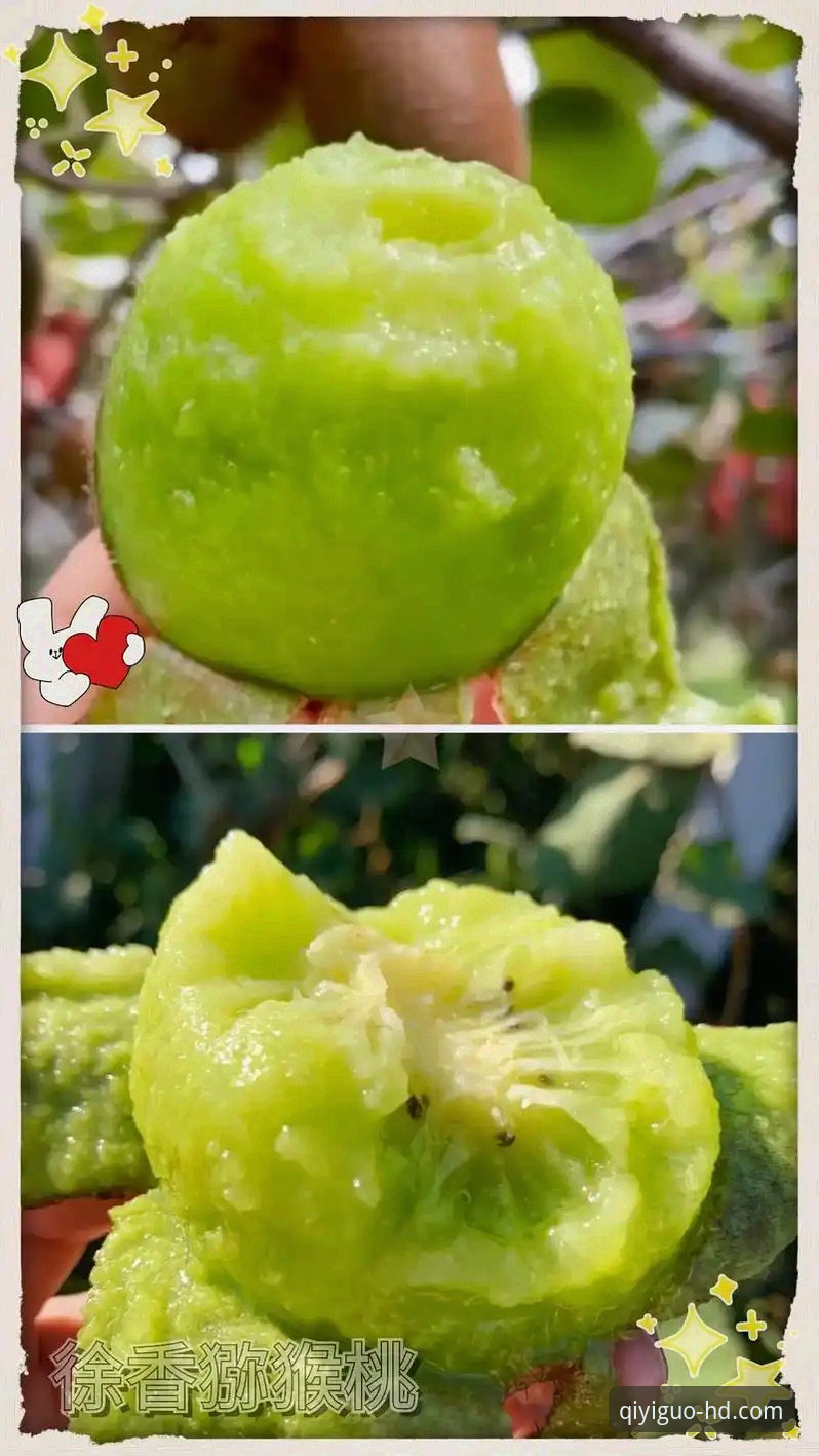 奇异果体育平台v2.0.8全面评测：更新后体验是否真的值得一试？